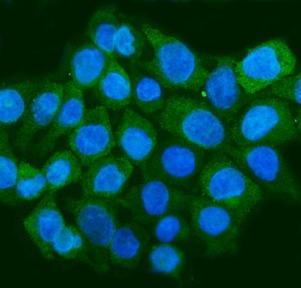 IF analysis of Staufen/STAU1 using anti-Staufen/STAU1 antibody (PB9895)
