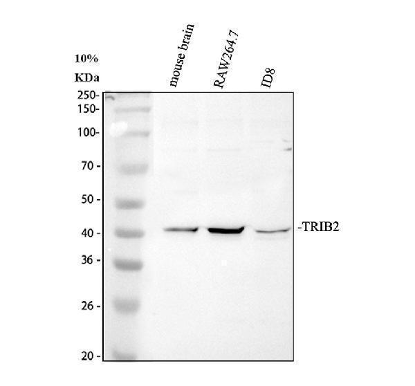 Western blot analysis of TRIB2 using anti-TRIB2 antibody (PB9900)