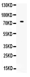 Anti-ZBTB7A Antibody Picoband&reg;