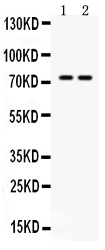Anti-ZBTB7A Antibody Picoband&reg;