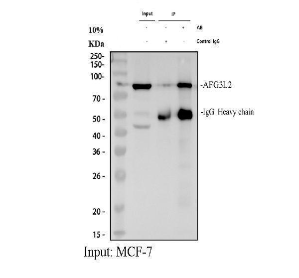 pb9915 afg3l2 primary antibodies ip testing 1
