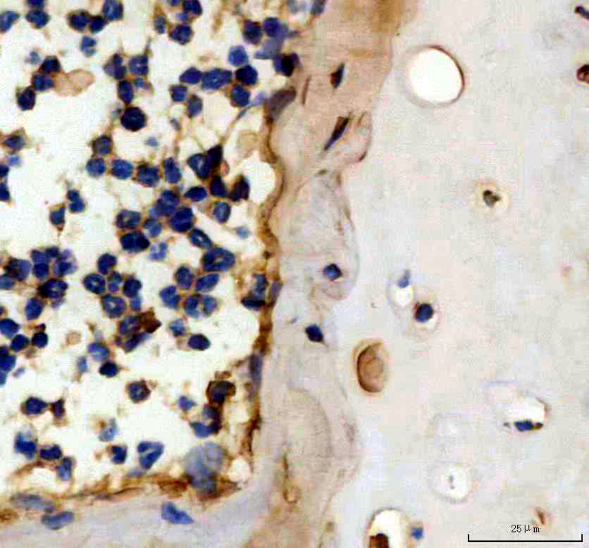 IHC analysis of Osteocalcin/BGLAP using anti-Osteocalcin/BGLAP antibody (PB9919)