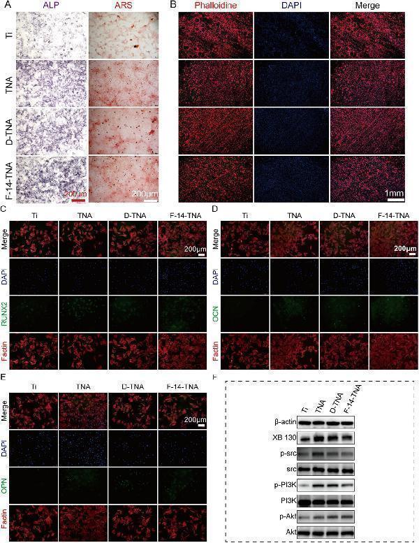 pb9920 advs71685 fig 0006 m