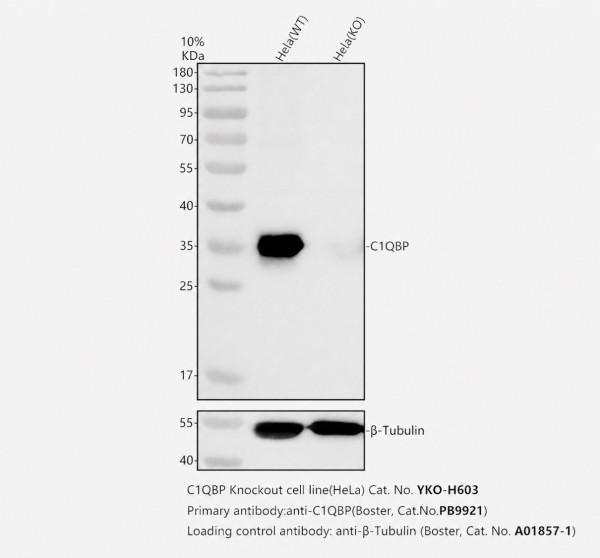 pb9921 c1qbp primary antibodies wb testing 2_1