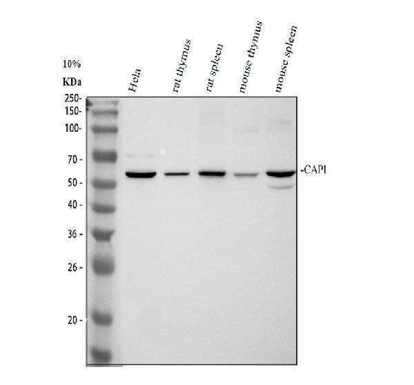 pb9923 cap1 primary antibodies wb testing 1