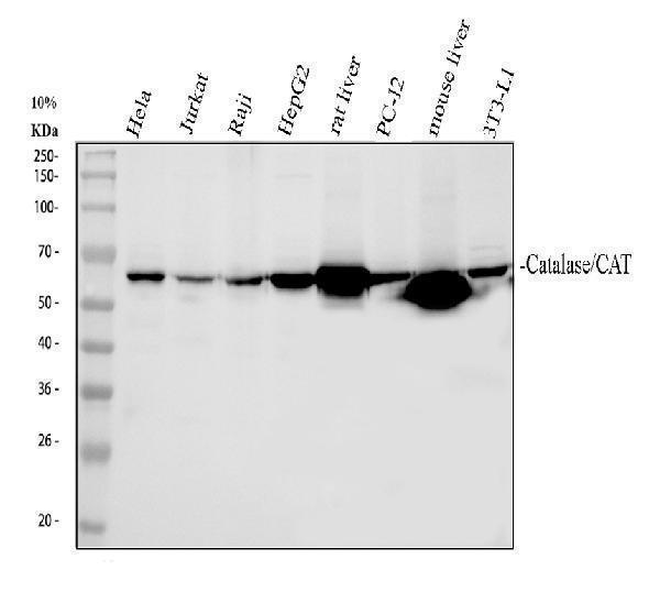 pb9925 catalase primary antibodies wb testing 1_1