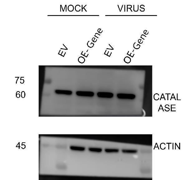 pb9925 catalase primary antibodies wb testing 2