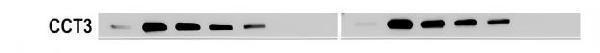 pb9926 cct3 primary antibodies wb testing 2_1