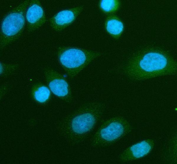 pb9927 cct4 primary antibodies if testing 2