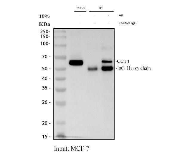 pb9927 cct4 primary antibodies ip testing 1