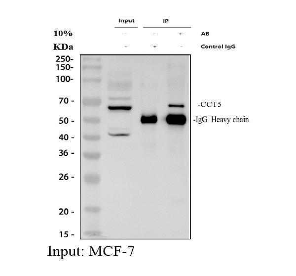 pb9928 cct5 primary antibodies ip testing 1