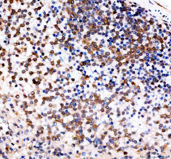 pb9931 cd27 primary antibodies ihc testing 1