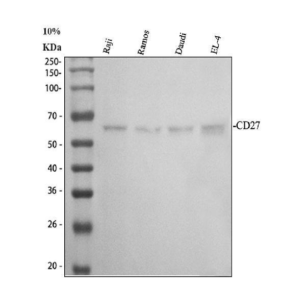pb9931 cd27 primary antibodies wb testing 1