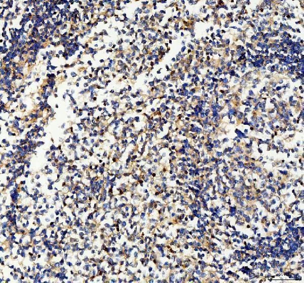 pb9932 cd33 primary antibodies ihc testing 1