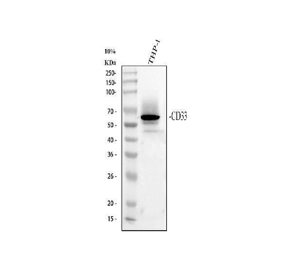 pb9932 cd33 primary antibodies wb testing 1
