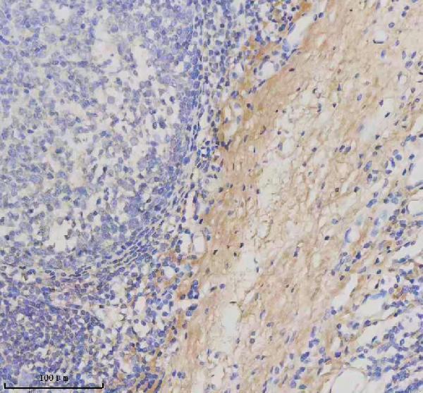 pb9938 col1a1 primary antibodies ihc testing 9