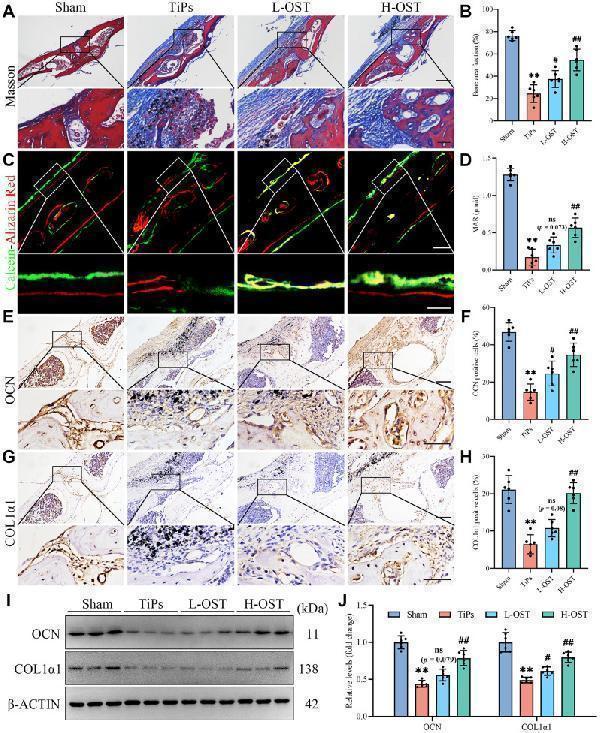 pb9939 10020_2024_1034_fig2_html