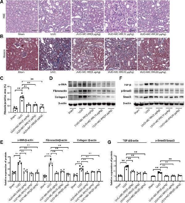 pb9939 fphar 13 830312 g002