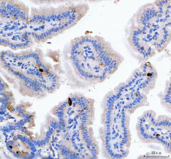  IHC analysis of GIP using anti-GIP antibody (PB9947)