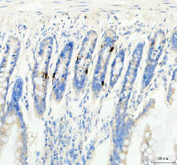  IHC analysis of GIP using anti-GIP antibody (PB9947)