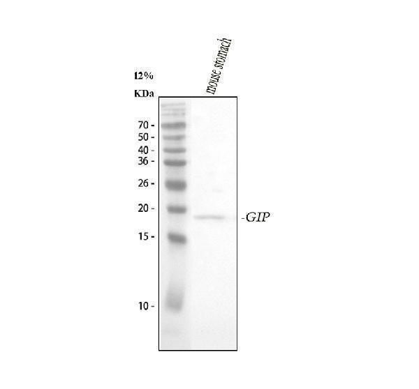  Western blot analysis of GIP using anti-GIP antibody (PB9947)