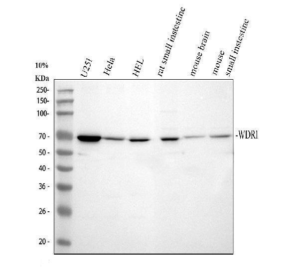 pb9962 wdr1 primary antibodies wb testing 1