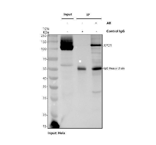pb9966 yap1 primary antibodies ip testing 1