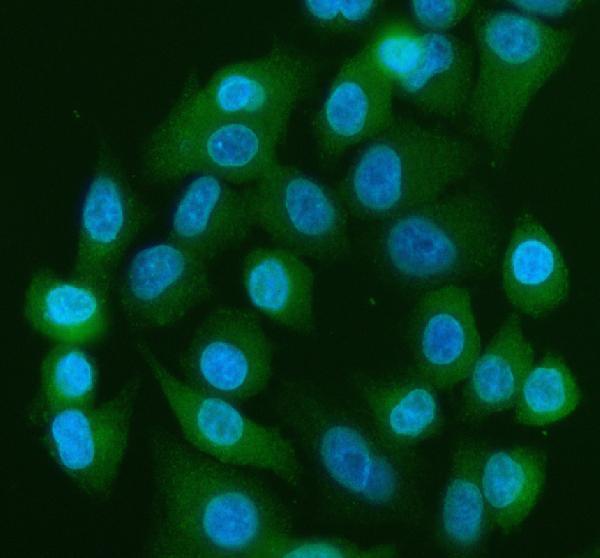 pb9967 yap1 primary antibodies if testing 8