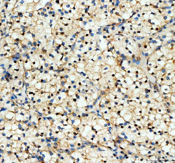 pb9967 yap1 primary antibodies ihc testing 4