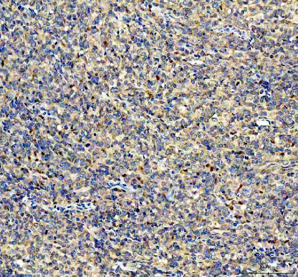pb9967 yap1 primary antibodies ihc testing 5