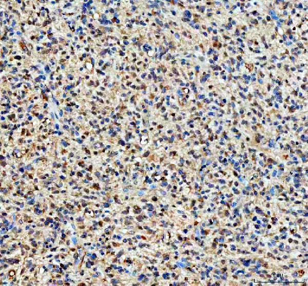 pb9967 yap1 primary antibodies ihc testing 6