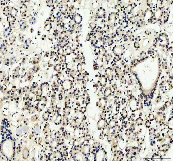 pb9967 yap1 primary antibodies ihc testing 7