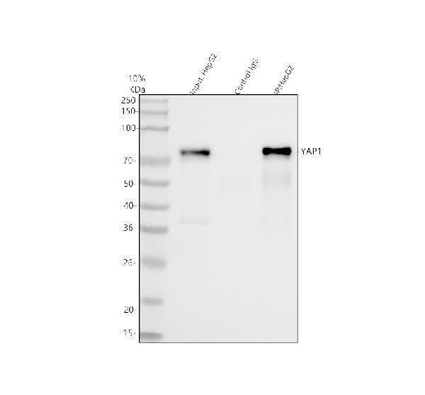 pb9967 yap1 primary antibodies ip testing 10