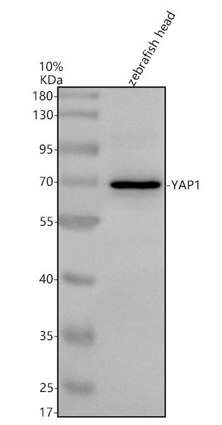 pb9967 yap1 primary antibodies wb testing 3