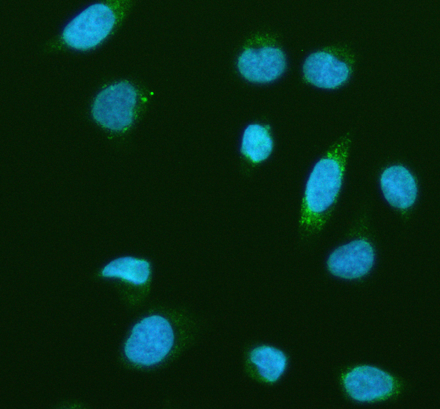 pb9973 aco2 primary antibodies if testing 1