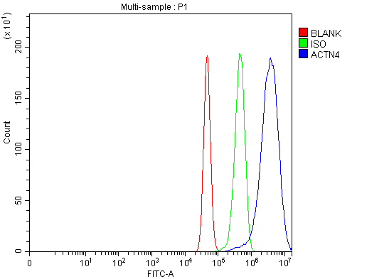 pb9974 actn4 primary antibodies fcm testing 6