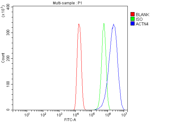 pb9974 actn4 primary antibodies fcm testing 7