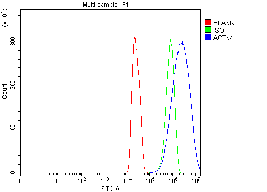 pb9974 actn4 primary antibodies fcm testing 8