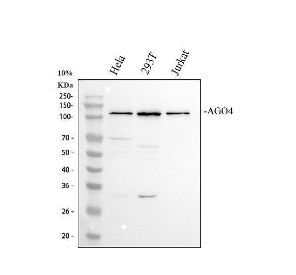 Western blot analysis of AGO4 using anti-AGO4 antibody (PB9979)