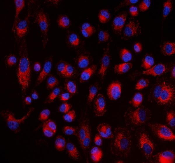 pb9981 aldh1a2 primary antibodies if testing 1