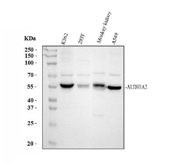 pb9981 aldh1a2 primary antibodies wb testing 1