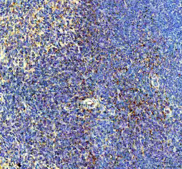 pb9999 bca1 primary antibodies ihc testing 1