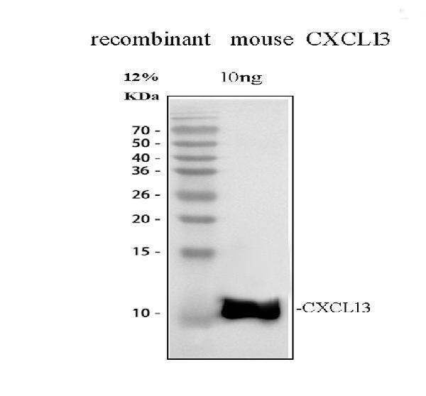 pb9999 bca1 primary antibodies wb testing 1