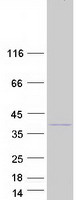 prot9nuq9 fam49b human recombinant protein