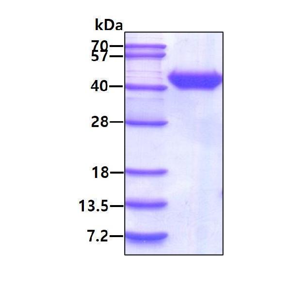 prota0a024e3p0 sds page
