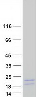 prota0a096lp55 uqcrhl human recombinant protein