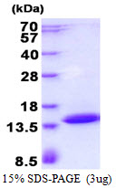 3ug by SDS-PAGE under reducing condition and visualized by coomassie blue stain