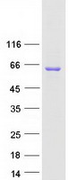 Coomassie blue staining of purified RBM47 protein