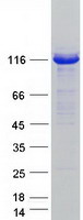 prota0avt1 uba6 human recombinant protein
