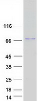 Coomassie blue staining of purified POTEB3 protein